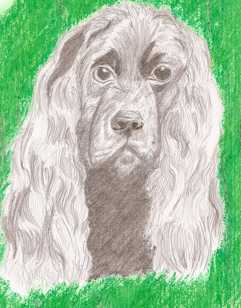 Spaniel