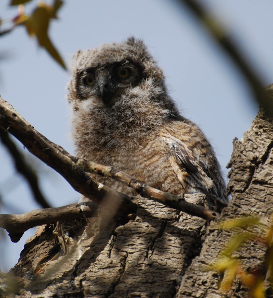 What a Hoot!!
