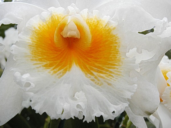  Florida Orchid sunburst