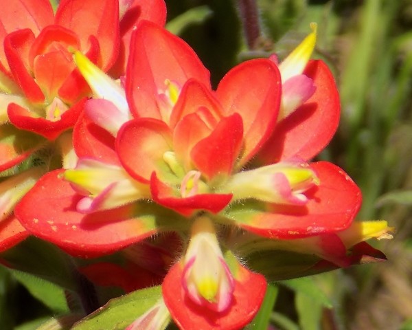 Texas Wildflowers #2 By Johnnie Jumper Iii 