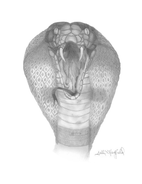 Cobra