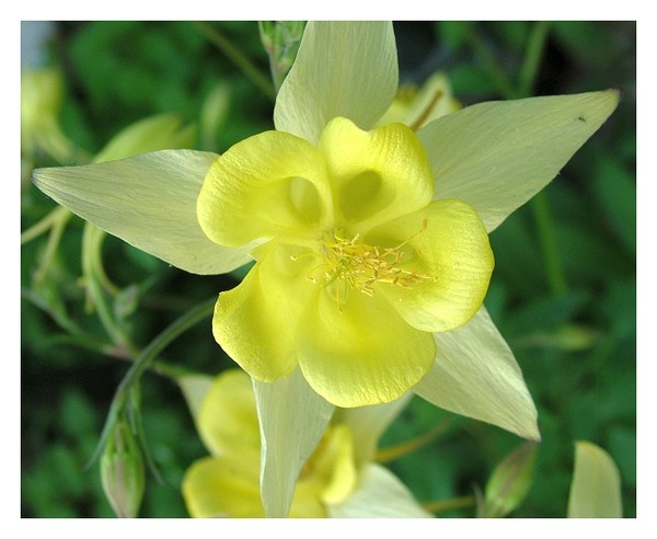 Columbine