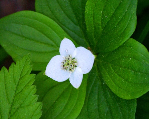 Bunchberry