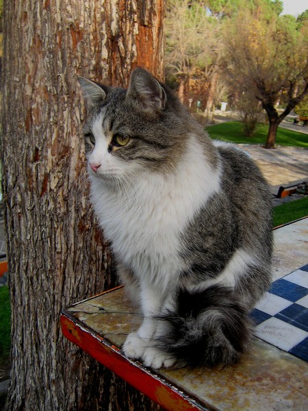 cat on the chess
