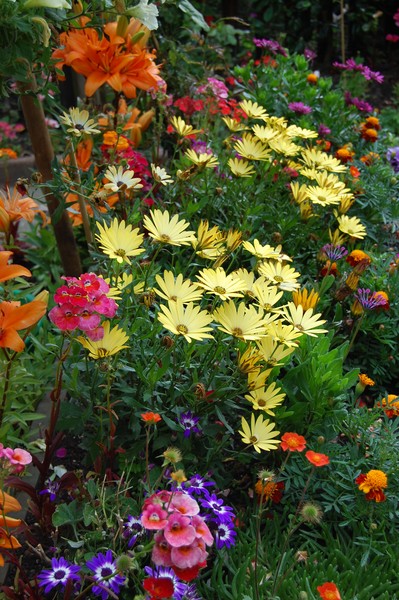 COLOURFUL FLOWERBED