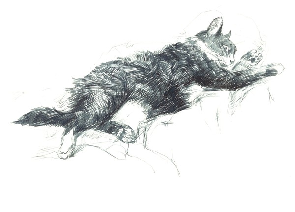 NINE LIVES
