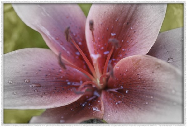 Tiger Lilly's Last Breath...