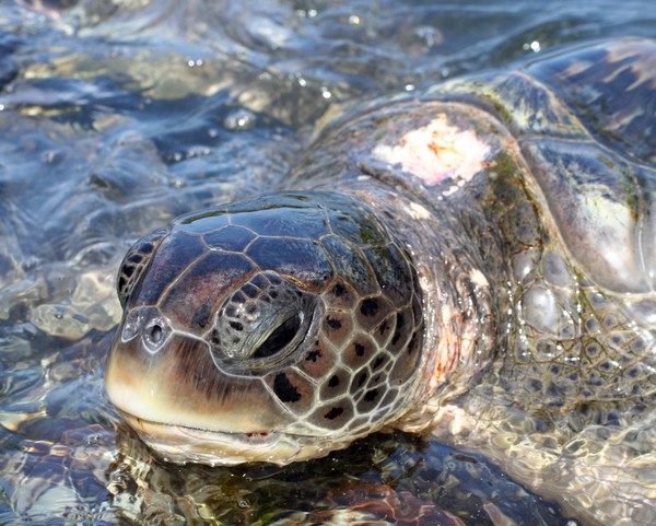 Turtle