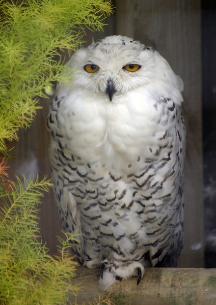 owl