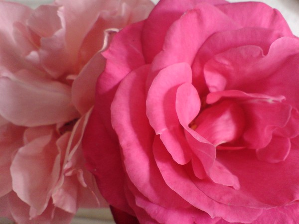 Pinky Rose