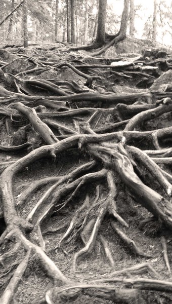 roots