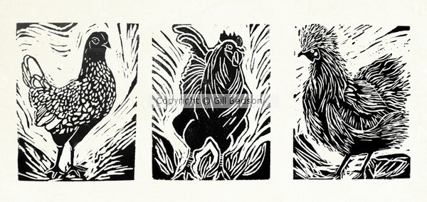Sebright, Silkie and Cockerel