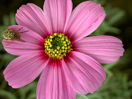 Bug on petal