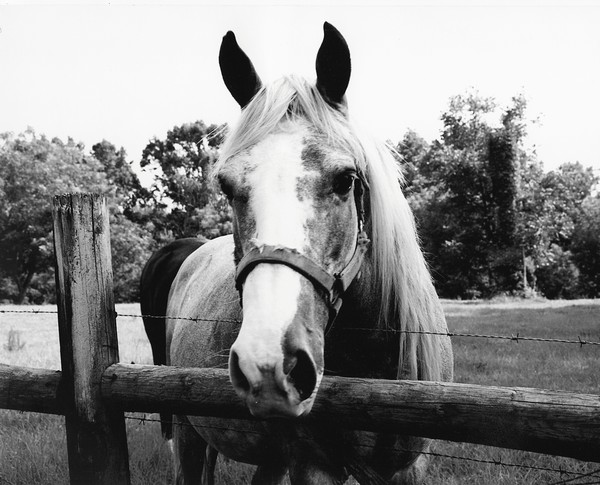 Horsie