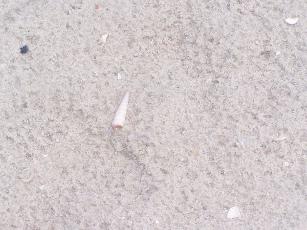 lonely shell