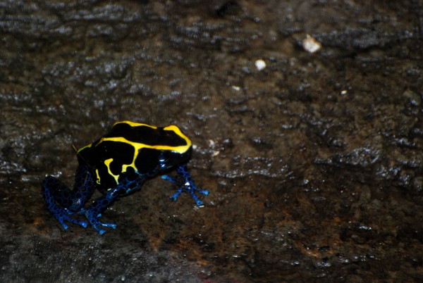 Poison Dart Frog