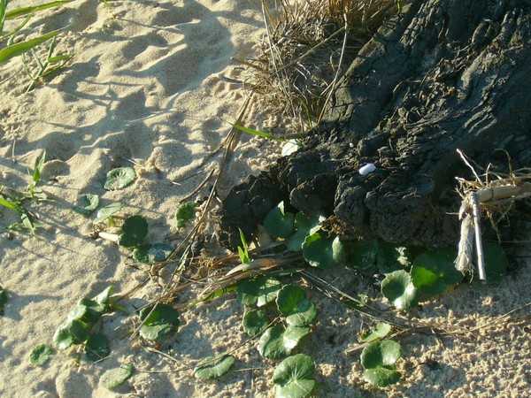 Shadows on the Sand