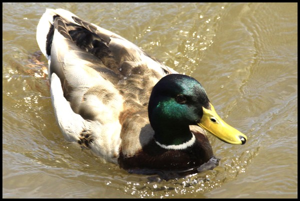 MALLARD