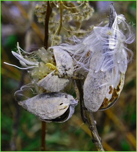 MATURE MILKWEED POD