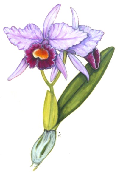 Cattleya labiata