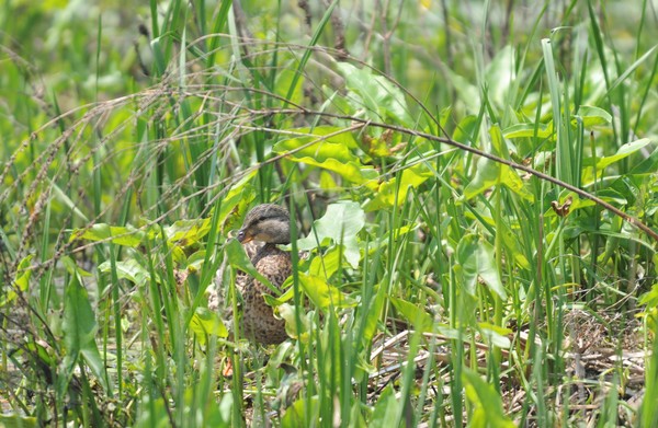 Blending In