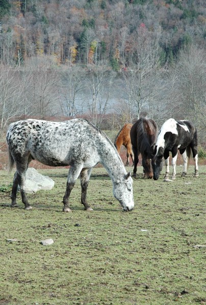 Coat of many colors