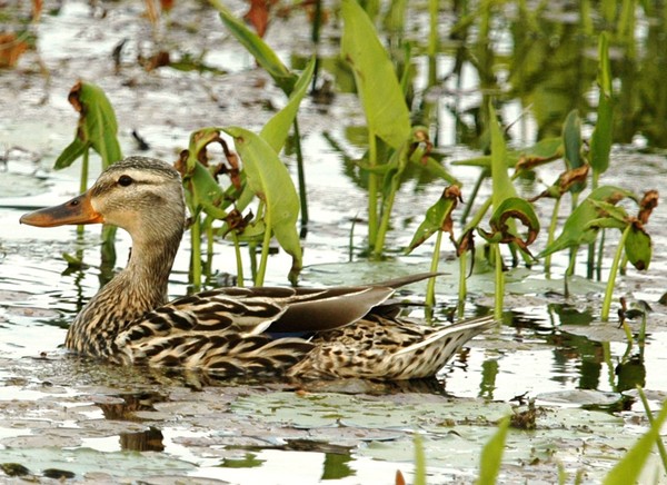 Mallard hen