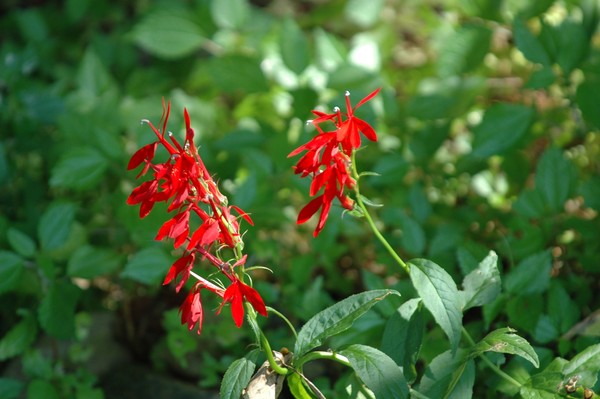 Cardinal flower