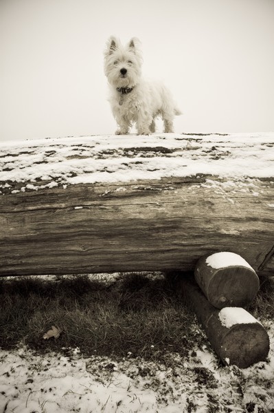 Crumpet on high