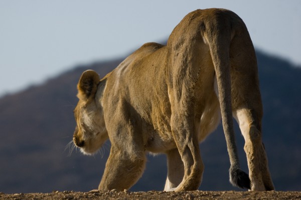 Lion Hunting