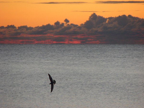 Soaring at Sunrise