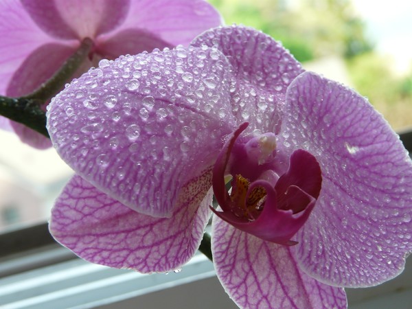Drops on the Orchid