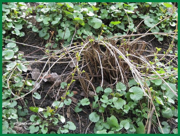 2008 nature/season/fall/spring