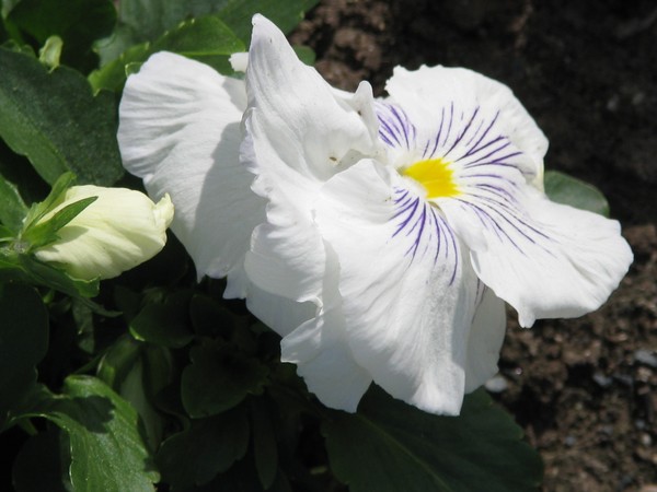 ..touch of violet..in the floral..