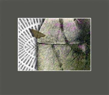 Moth & Bottle