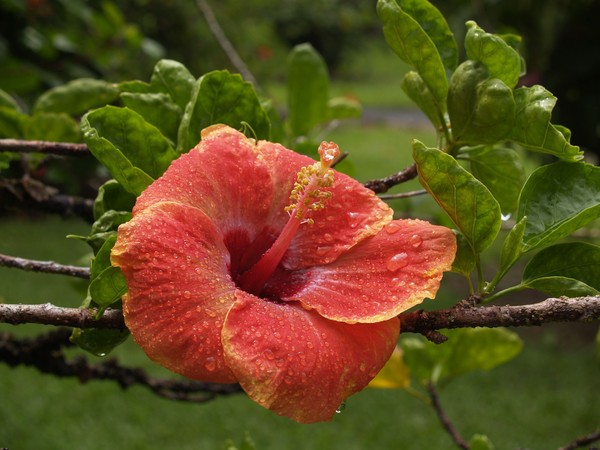 Hawaiian State Flower