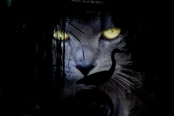 The Quiet Hunter 1