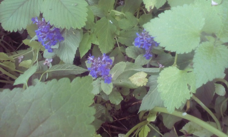 Small blue little flowers