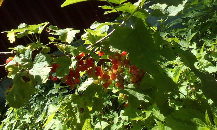 Red sour berries