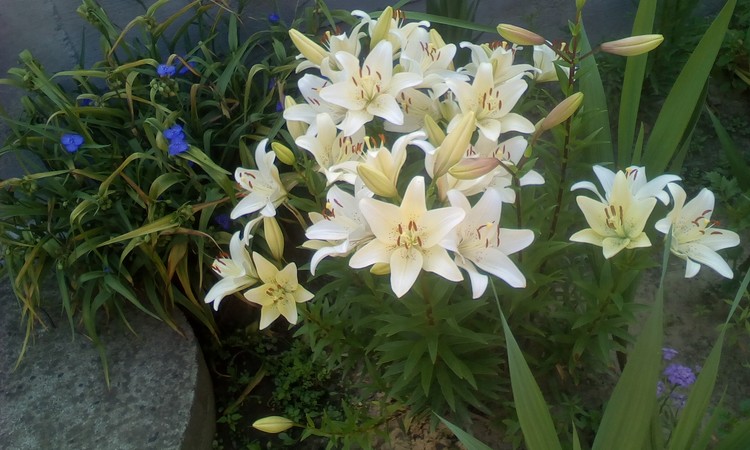 Bunch of lilies