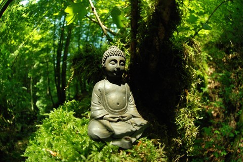 Little Buddhas Forest 2