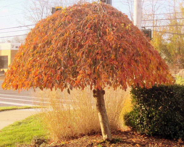 Amazing Tree