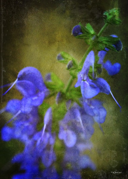 Grunge Blue Flower #3