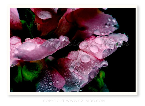•Female Flower III•