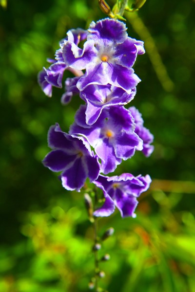 Purple Danglers