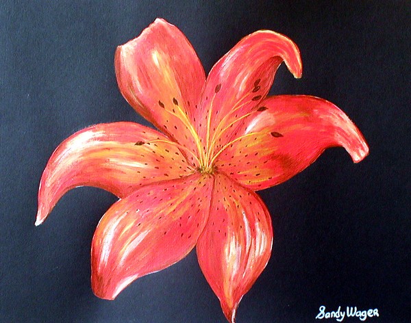 Tiger Lily
