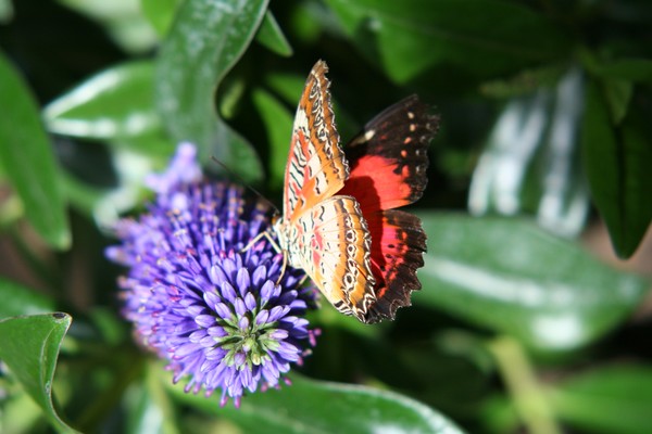 Butterfly on a flower