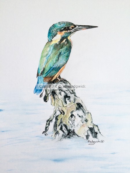 Kingfisher