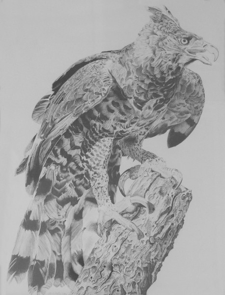 Eagle Hunting