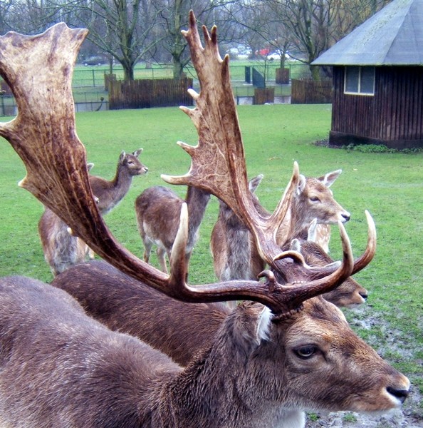 Antlers